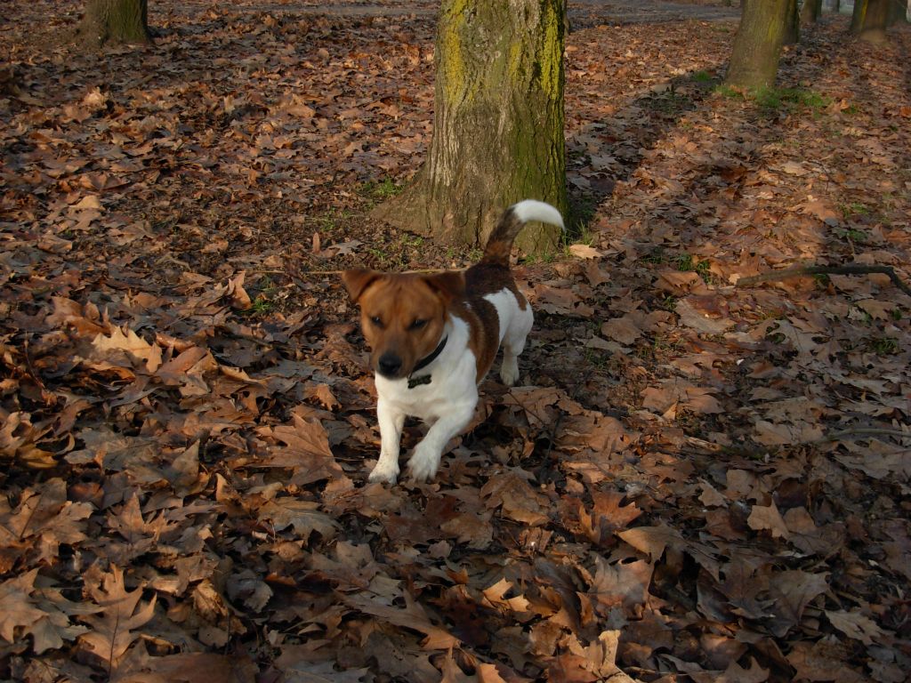Max